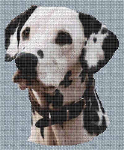 (image for) Dalmatian 4